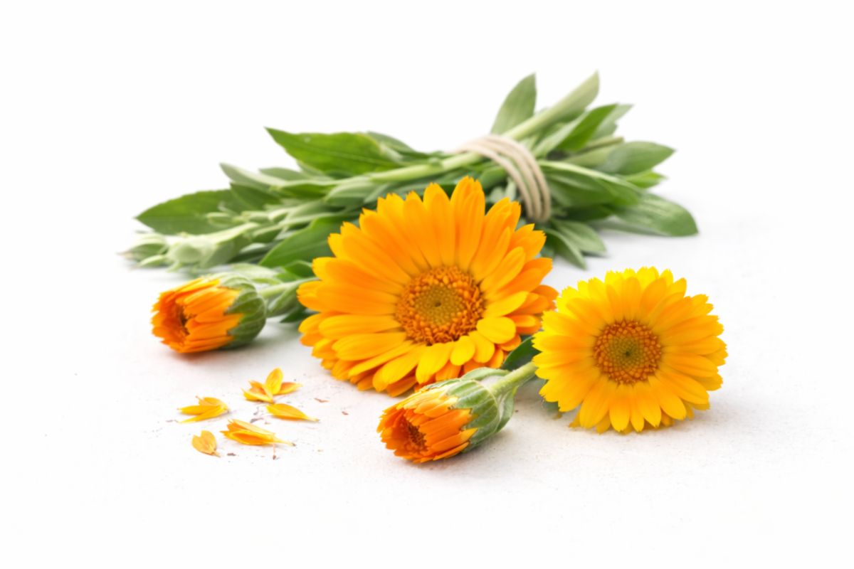 Calendula flowers on white background